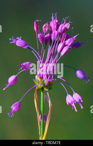 Carénées, l'ail (Allium carinatum), inflorescence, Allemagne, Bavière, Oberbayern, Haute-Bavière Banque D'Images