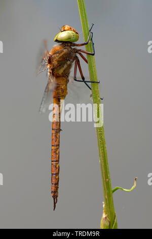 Norfolk Norfolk, AESHNA Aeshna isoceles (Hawker), homme, Pays-Bas Banque D'Images