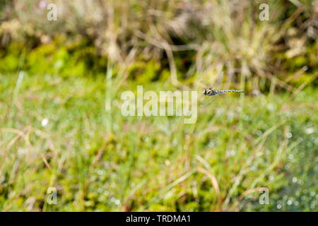 Commun Commun aeshna, Hawker (Aeshna juncea), Frise, Pays-Bas, fyling Banque D'Images