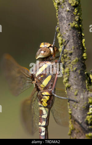 Commun Commun aeshna, Hawker (Aeshna juncea), femme, Pays-Bas, Drenthe Banque D'Images