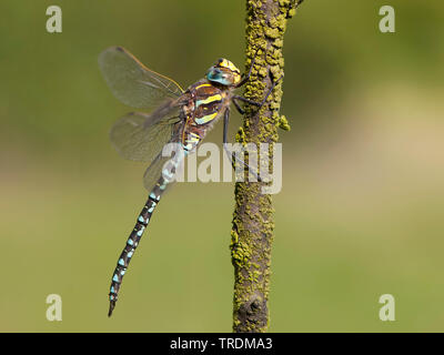 Commun Commun aeshna, Hawker (Aeshna juncea), homme, Pays-Bas, Drenthe Banque D'Images