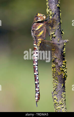 Commun Commun aeshna, Hawker (Aeshna juncea), femme, Pays-Bas, Drenthe Banque D'Images