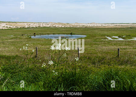 Cow persil, cerfeuil sauvage (Anthriscus sylvestris), Paysage à noyé Terre de Saeftinghe, Pays-Bas, Zeeland, Verdronken Land van Saeftinghe Banque D'Images