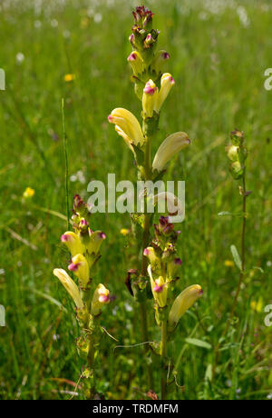 Moor-king, Moorking, Moor-king Furbish, King Charles sceptre (Pedicularis sceptrum-carolinum), blooming, Allemagne, Bavière, Murnauer Moos Banque D'Images
