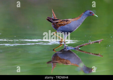 Little crake (Porzana parva), dans l'eau, de la Grèce, Lesbos Banque D'Images