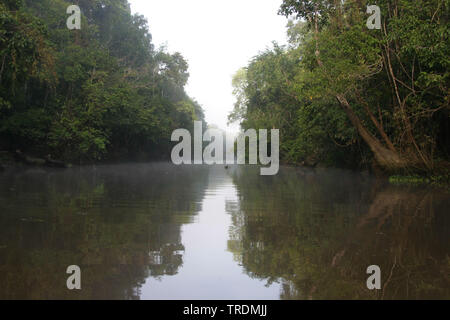 Kinabatang River, l'Indonésie, Bornéo Banque D'Images