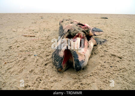 Le marsouin commun, le marsouin commun, marsouin commun, puffing pig (Phocoena phocoena), le marsouin commun, plage morte, Terschelling Pays-Bas Banque D'Images