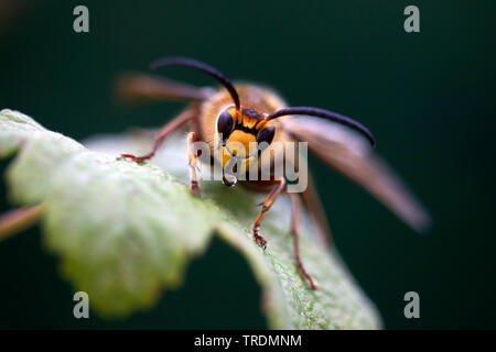 Hornet, brown, hornet hornet Européen (Vespa crabro), l'eau potable à partir de la feuille, Pays-Bas Banque D'Images