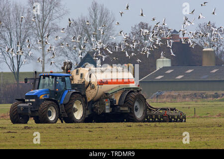 La fumure sur un weadow, Gueldre, Pays-Bas Banque D'Images