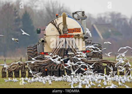 La fumure sur un weadow, Gueldre, Pays-Bas Banque D'Images