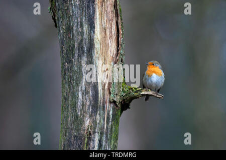 European robin (Erithacus rubecula aux abords), perché sur une souche dans un néerlandais forêt., Pays-Bas Banque D'Images