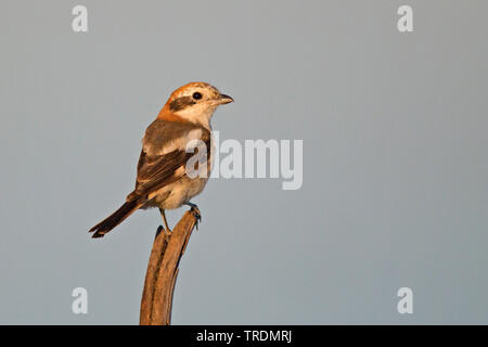 Woodchat Shrike (Lanius senator), assis sur une branche exposés, Portugal Banque D'Images