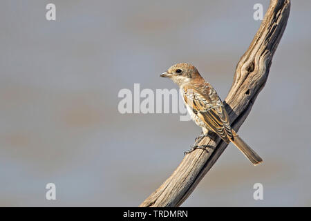 Woodchat Shrike (Lanius senator), juvénile assis sur une branche exposés, Portugal Banque D'Images