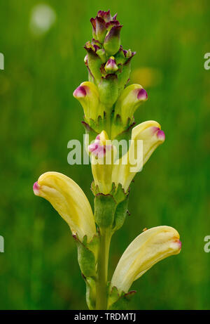 Moor-king, Moorking, Moor-king Furbish, King Charles sceptre (Pedicularis sceptrum-carolinum), blooming, Allemagne, Bavière, Murnauer Moos Banque D'Images