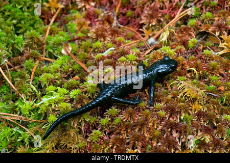 Salamandre Alpine, Alpine européenne salamandre (Salamandra atra), vu de dessus, l'Autriche, le Tyrol Banque D'Images