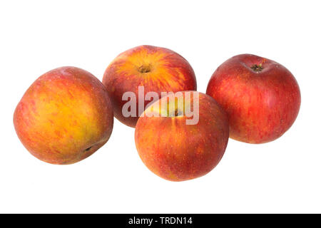 Apple (Malus domestica 'Brauner Matapfel", Malus domestica Neuer Brauner Matapfel), les pommes du cultivar Brauner Matapfel Banque D'Images