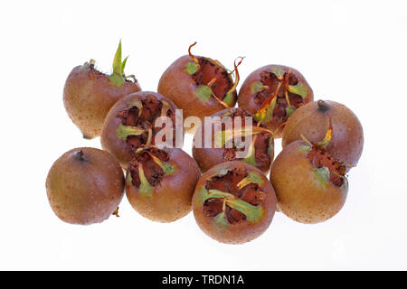 Néflier (Mespilus germanica), fruits, décoration Banque D'Images