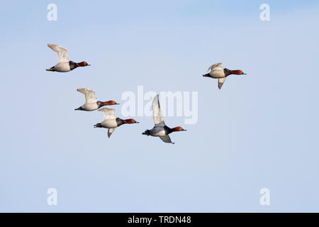 Fuligule milouin (Aythya ferina, Anas ferina), flying troop, Suisse Banque D'Images