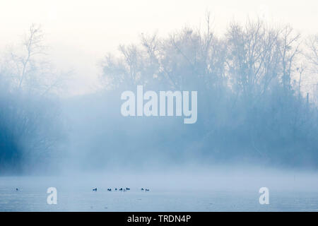 Fuligule milouin (Aythya ferina, Anas ferina), troupe sur un lac en hiver, Allemagne Banque D'Images