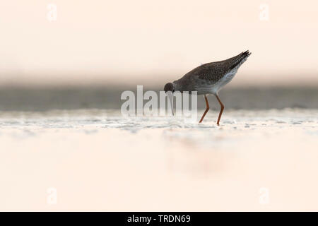 Chevalier gambette (Tringa totanus), jeune oiseau de nourriture dans les eaux peu profondes, Allemagne Banque D'Images