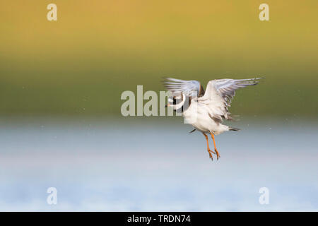 Ringed Plover (Charadrius hiaticula), mâle adulte, l'atterrissage, Allemagne Banque D'Images