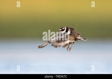 Ringed Plover (Charadrius hiaticula), mâle adulte, l'atterrissage, Allemagne Banque D'Images