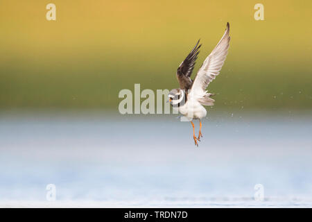 Ringed Plover (Charadrius hiaticula), mâle adulte, l'atterrissage, Allemagne Banque D'Images