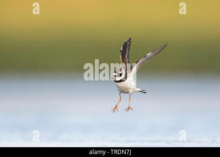 Ringed Plover (Charadrius hiaticula), mâle adulte, l'atterrissage, Allemagne Banque D'Images