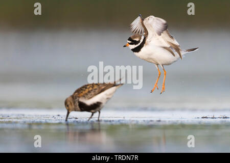 Ringed Plover (Charadrius hiaticula), l'atterrissage dans l'eau peu profonde, Allemagne Banque D'Images