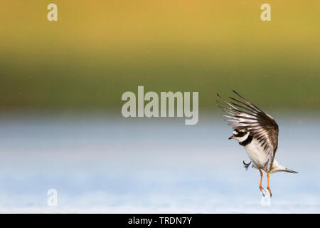 Ringed Plover (Charadrius hiaticula), l'atterrissage dans l'eau peu profonde, Allemagne Banque D'Images