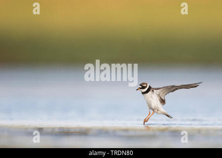 Ringed Plover (Charadrius hiaticula), l'atterrissage dans l'eau peu profonde, Allemagne Banque D'Images