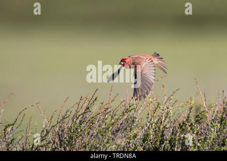 Common rosefinch (Carpodacus erythrinus ferghanensis, Carpodacus ferghanensis), battant homme, Kirghizistan Banque D'Images