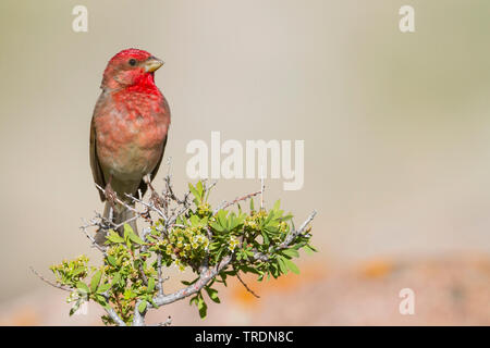 Common rosefinch (Carpodacus erythrinus ferghanensis, Carpodacus ferghanensis), mâle adulte, Kazakhstan Banque D'Images