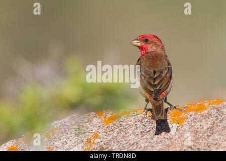 Common rosefinch (Carpodacus erythrinus ferghanensis, Carpodacus ferghanensis) mâle adulte, sur un rocher, au Kazakhstan Banque D'Images