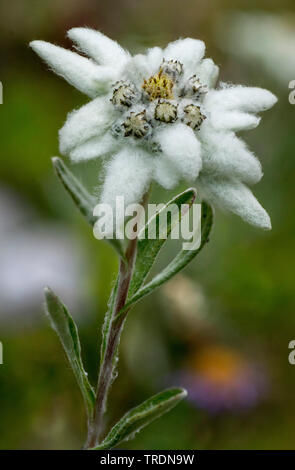 Edelweiss (Leontopodium alpinum, Leontopodium nivale), la floraison, l'Autriche, le Tyrol, Lechtaler Alpen Banque D'Images