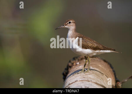 Chevalier grivelé commun (Tringa albifrons, Tringa solitaria), les adultes non reproducteurs, Oman, Banque D'Images