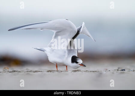 La sterne pierregarin (Sterna hirundo), jeune oiseau étend ses ailes, side view, Allemagne Banque D'Images