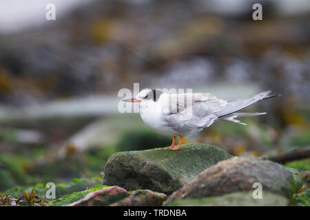 La sterne pierregarin (Sterna hirundo), juvénile de première année sur le terrain à la pluviométrie, Allemagne Banque D'Images