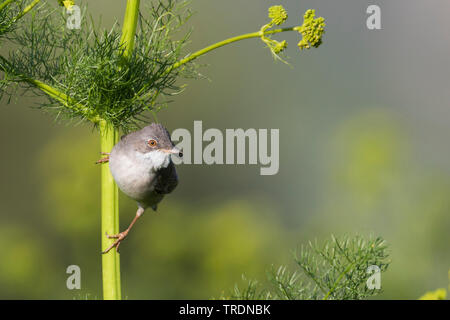 Fauvette grisette Sylvia communis (asiatique, rubicola rubicola Sylvia), mâle adulte, Kirghizistan Banque D'Images