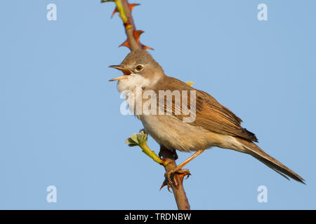 Fauvette grisette (Sylvia communis), mâle chanteur sur une branche de rose, Allemagne Banque D'Images