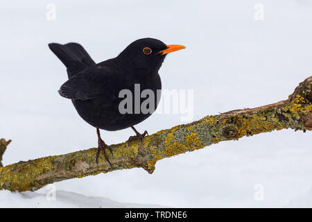 Blackbird (Turdus merula), homme en hiver sur une branche, Allemagne Banque D'Images