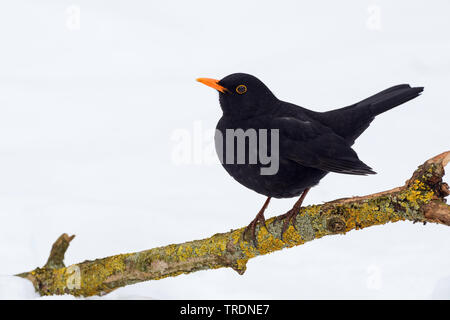 Blackbird (Turdus merula), homme en hiver sur une branche, Allemagne Banque D'Images