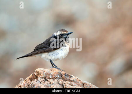 Chypre traquet motteux (Oenanthe cypriaca), femme, Chypre Banque D'Images