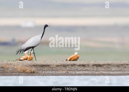 Grue demoiselle (Anthropoides virgo), sur la rive, la Russie, Baikal Banque D'Images