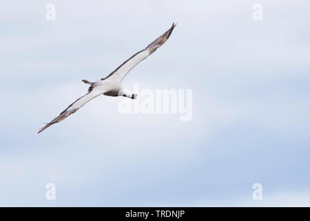 Grue demoiselle (Anthropoides virgo), voler, Russie, Baikal Banque D'Images