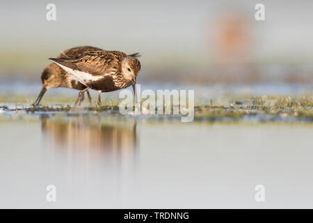 Le Bécasseau variable (Calidris alpina), en plumage nuptial, la recherche de nourriture dans l'eau, de l'Allemagne Banque D'Images