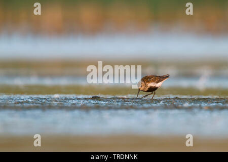 Le Bécasseau variable (Calidris alpina), la recherche de nourriture dans la mer des Wadden, Allemagne Banque D'Images