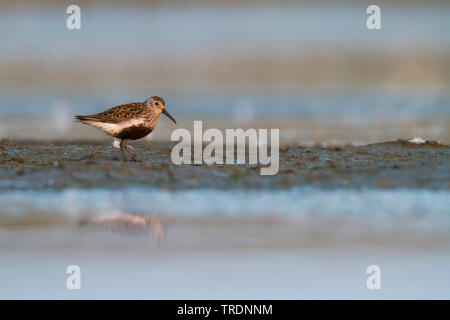 Le Bécasseau variable (Calidris alpina), la recherche de nourriture dans la mer des Wadden, Allemagne Banque D'Images