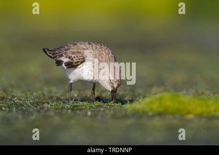 Le Bécasseau variable (Calidris alpina), la recherche de nourriture par le waterside, Oman Banque D'Images