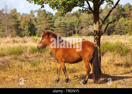 Islandic Horse, cheval islandais, Islande pony (Equus przewalskii f. caballus), jeune animal, réserve naturelle Wahner Heide, Allemagne, Rhénanie du Nord-Westphalie, région du Bergisches Land Banque D'Images